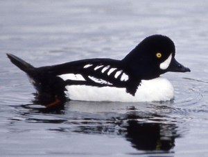 Barrow's goldeneye