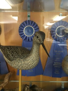 Yellow leg, Jerry Barkley, New Bern, N.C., at the Core Sound Decoy Carvers Guild. Photo by David Cecelski