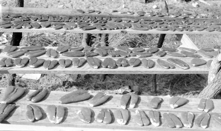 Salted mullet roe drying in the sun, Brown's Island (Onslow County), N.C. Photo by Charles A. Farrell. Courtesy, State Archives of North Carolina