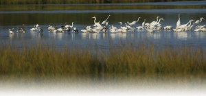  Pea Island National Wildlife Refuge, Hatteras Island, N.C.