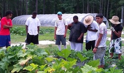 SFHA volunteers and N.C. A&T partnered to expand the group's community gardens. 