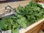 A sink full of poke salad (pokeweed). 