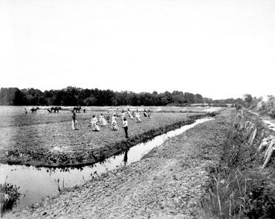Planting rice at James Sprunt's Orton Plantation, ca. 1890.