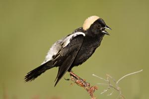 Bobolinks are a New World blackbird. Also known as "rice birds" in some parts, they migrate every fall all the way from the northern U.S. and southern Canada to southern parts of South America. They were once notorious for building up their fat supply for the journey in the rice fields of the American South along their route.