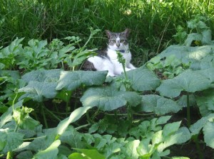 Sweet Tea (may she rest in peace) in one of my recent gardens! 