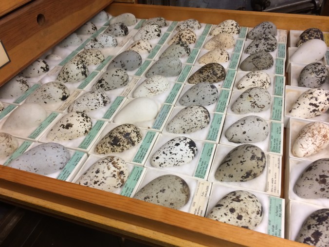A shelf of bird eggs in the oological collection, Field Museum of Natural History