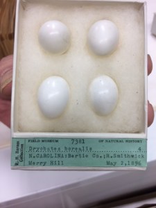 A red-cockaded woodpecker's eggs collected by Richard Smithwick in Merry Hill, N.C. in 1896, Field Museum, Chicago, Il.