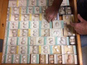A shelf at the oological collection, Field Museum. 
