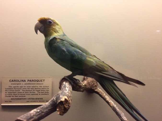 In the Field Museum's bird exhibit hall, we found a Carolina Parakeet, the first we had ever seen. Once ranging from southern New York to the Gulf of Mexico, this lovely bird was the only parakeet species native to the eastern U.S. Large flocks could once be seen in the old growth forests along eastern N.C.'s rivers. The last known wild specimen perished in 1904, the last in captivity in 1918.