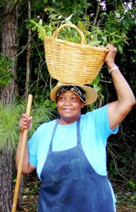 Ms. Mattie carrying a basket of salad greens. Courtesy, Sandhills Family Heritage Association