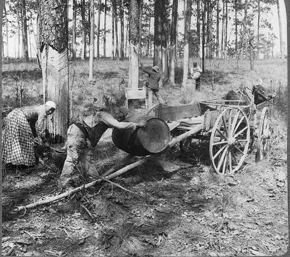 Turpentining in North Carolina, probably in the late 19th century. Courtesy, Library of Congress