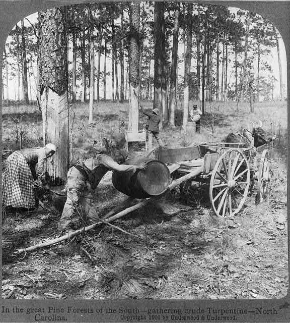 Harvesting crude turpentine in N.C., probably in the Sand Hills ca. 1900. 