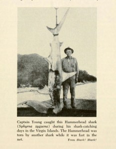 Wm. E. Young with a hammerhead shark in the Virgin Islands.