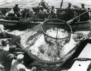 Fishermen bailing menhaden (locally called "pogie" or "shad") out of their purse seine near Beaufort, N.C. ca. 1940.