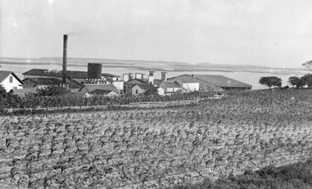Swansboro Land and Lumber Co., ca. 1900.