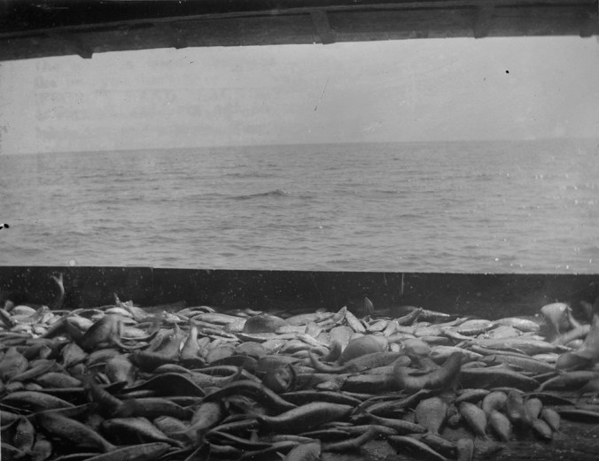 Courtesy, North Carolina Collection, UNC Library, University of North Carolina at Chapel Hill