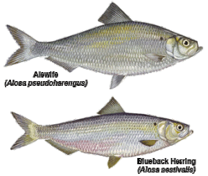 The two common herrings caught on Albemarle Sound and its tributaries. 