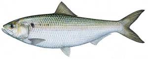 American shad.