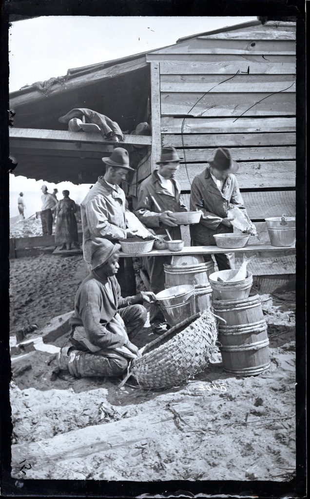 Sorting fish, Capehart family fishery (Sutton Beach), Albemarle Sound, N.C., ca. 1877. 