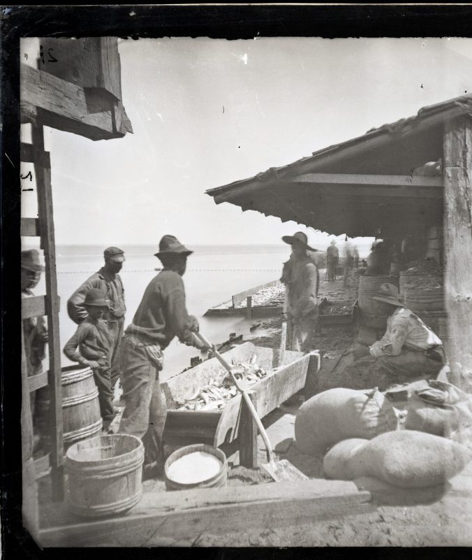 Avoca fishery, Albemarle Sound, ca. 1877. Young fishermen shoveling fish, perhaps mixing them with salt for the cooks in the fishery's kitchen. The regular salting would have taken place under the shelter and in much larger troughs. Courtesy, Smithsonian Institution Archives