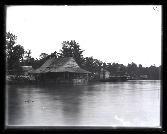 Avoca fishery (also called Sutton Beach), Merry Hill, N.C., ca. 1877. Courtesy, Smithsonian Institution Archives