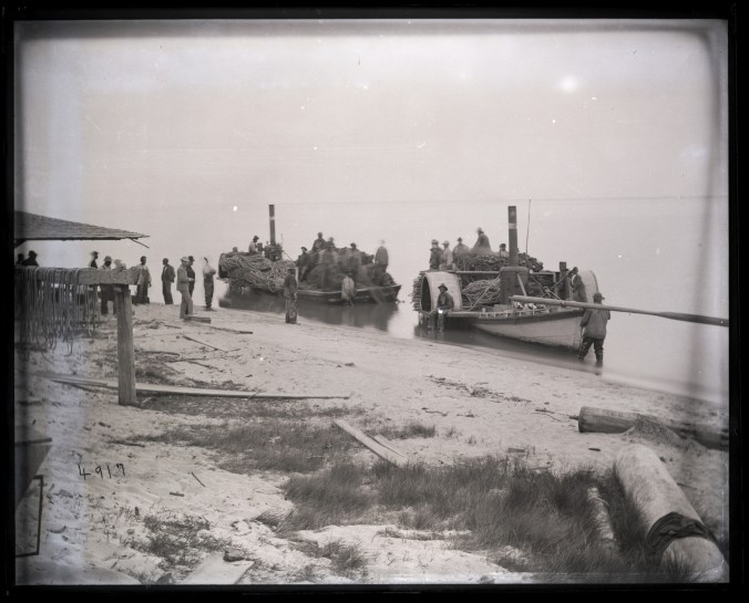 The two fishing flats at the Capehart Fishery at Avoca, ca. 1877. Courtesy, Smithsonian Institution Archives