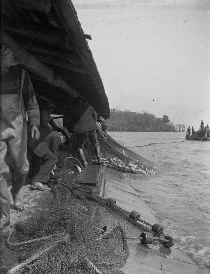 A very small, early season catch at the Greenfield fishery, Chowan County, N.C. circa 1905. Courtesy, North Carolina Collection, UNC Library, UNC-Chapel Hill
