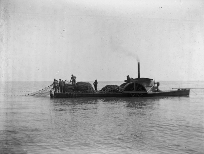 The Greenfield or the Sea Hawk on Albemarle Sound, ca. 1905. Moving right to left, we can see the bow sweep, the engine house and its smoke stack, the paddlewheel housing, the seine piled up on the stern and several fishermen laying out one end of the seine into the water (while the other fishing flat pays out the other end). Laying out the seine and navigating the sound on cold, pitch-black nights posed special challenges to the captains and their crews. Courtesy, North Carolina Collection, UNC Library, UNC-Chapel Hill.