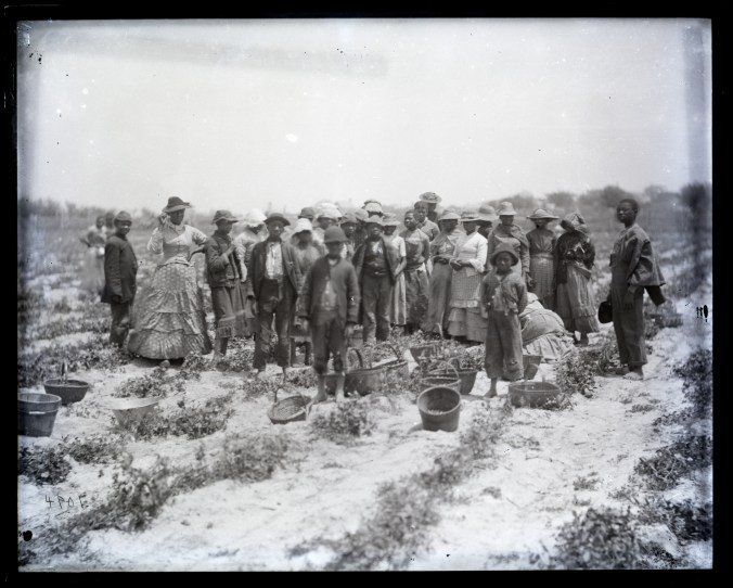 Field workers at Avoca plantation, next to the Albemarle Sound, Bertie County, 1870s. This scene reminds us that at Avoca, as at all of the Albemarle fisheries, a whole other world existed just up the hill from the fishing beach. Courtesy, Smithsonian Institution Archives