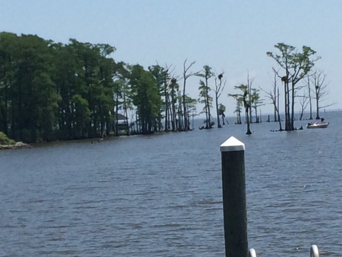 At the mouth of the Yeopim River. You can see at least 3 osprey nests high in the treetops. Photo by David Cecelski