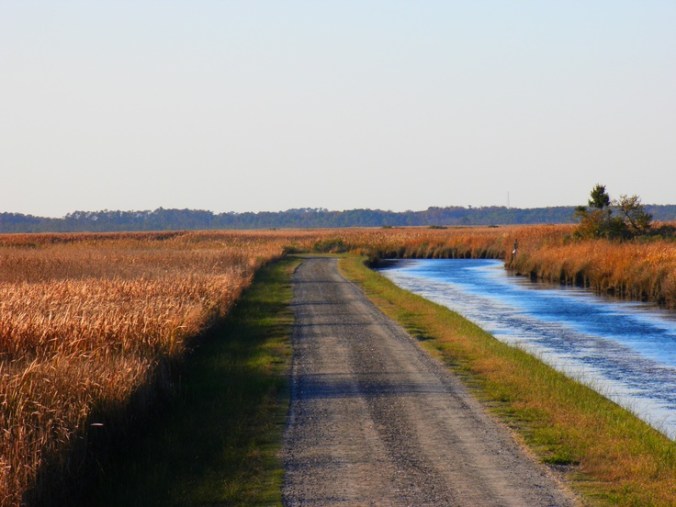 The Marsh Road onto Knotts Island from the north. A state ferry connects the island to Currituck, N.C.