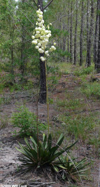 Bear-Grass (Yucca Filamentosa), Robeson County, N.C. Photo by Phil Cook