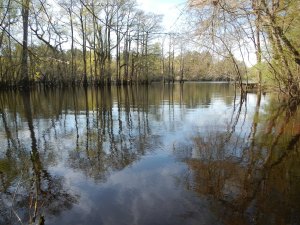 The Black River. Photo by Jerry Reynolds. Courtesy, NC Museum of Natural Sciences
