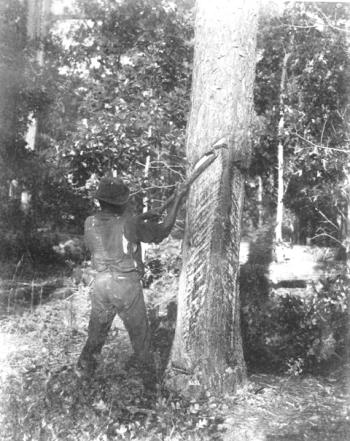 When Susan Johnson visited Wilmington in 1801, the seaport was on its way to becoming the most important exporter of naval stores in the world. This photograph from Duplin Co., N.C., was made much later, but is a good portrait of the first stage of making spirits of turpentine and rosin, two of the most important naval stores. Here a worker-- most were enslaved men and women in 1801-- carves out a section of a long-leaf pine tree's bark so that he can collect the resin, which will later be distilled. Courtesy, State Archives of North Carolina