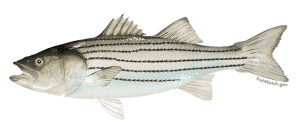 Atlantic striped bass (rockfish). Courtesy, NOAA