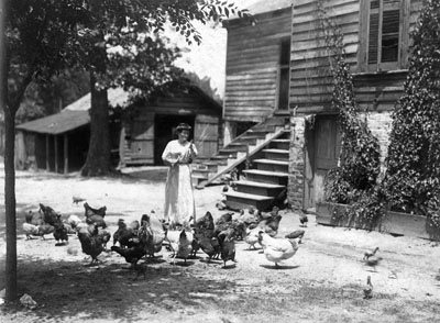 Farm woman and her flock in North Carolina, ca. 1890-1900. From the H. H. Brimley Collection, State Archives of North Carolina