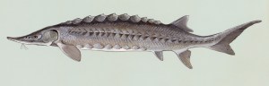 Atlantic sturgeon. From the U.S. Fish & Wildlife Service's Digital Library
