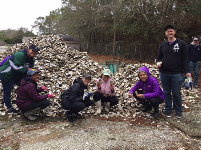 Fortunately today we have learned that oyster shells provide the best habitat for young oysters to grow and flourish. As a result, instead of building roads with oyster shells, coastal people go to great lengths to save oyster shells and return them to coastal waters. The N.C. Coastal Federation has been an especially important leader in restoring the health of the state's oyster beds and the oyster industry. In this photograph, volunteers are bagging oyster shells at the N.C. Coastal Federation's headquarters in Ocean, N.C. The shells will later be carried to local bays and sounds. Photo courtesy, N.C. Coastal Federation 