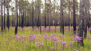 A longleaf pine stand in one of my favorite parts of the “Great Swamp called Pocoson," now part of the Croatan National Forest. Photo by David McAdoo, Creative Commons