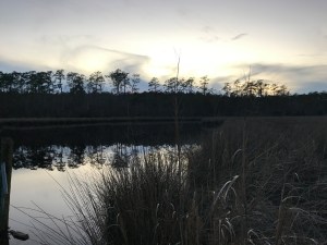 Dusk at Morton's Millpond, Craven County, N.C. Photo by David Cecelski