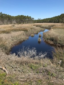 Mill Creek (formerly Borden's Creek) today. Mill Creek, N.C. Photo by David Cecelski