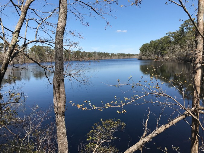 Walkers Millpond, Black Creek, SR 1154 (Mill Creek Rd.), Carteret County, N.C. Photo by David Cecelski