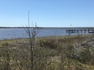 The Newport River today. Mill Creek, N.C. Photo by David Cecelski