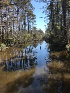 The Clubfoot Creek & Harlowe Creek Canal today. Trees taken down by hurricane Florence have yet to be cleared from the waterway. Photo by David Cecelski