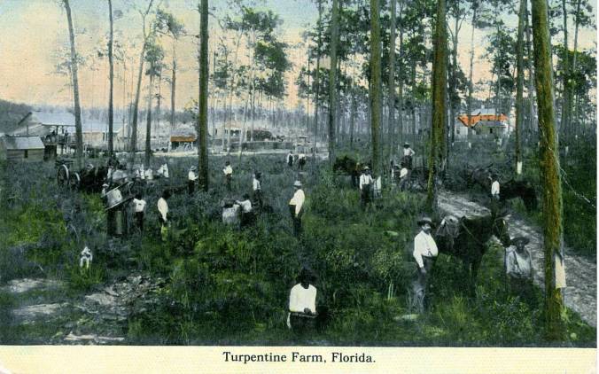 A turpentine glade and distillery in north Florida, early 20th century. Naval stores workers from North Carolina made up a large part of the workforce in many southern states during that time period. Post card image courtesy, Matheson History Museum, Gainesville, Florida