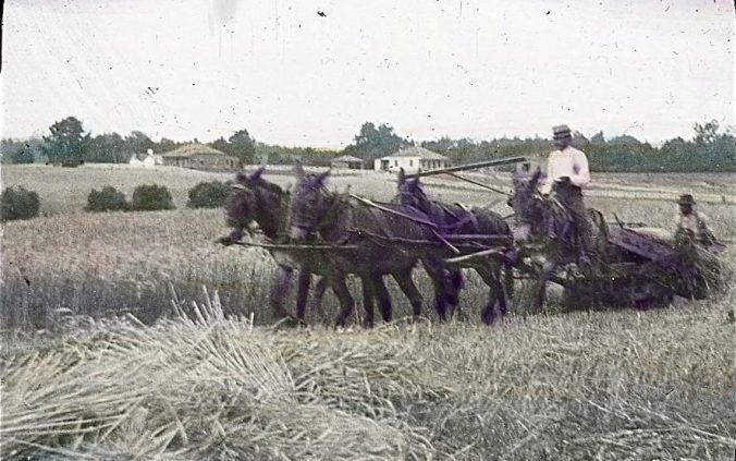 Harvesting wheat, Meadowville, Va. Commander Albert Ross took the photograph while heading up the James River toward the northern end of the Albemarle & Chesapeake Canal in 1901. Courtesy, Linda Garey
