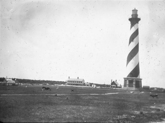 Cattle grazing in the shadow of the Cape Hatteras Lighthouse, Cape Hatteras, N.C., ca. 1900. Image by Albert Ross, USN. Courtesy, Linda Garey