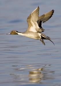 Northern pintail taking flight at the Pine Island Sanctuary on Currituck Sound.Photo by Mark Buckler. Courtesy, N.C. Audubon Society