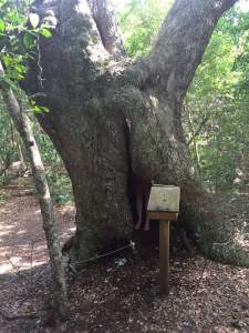 Once known for its cedar and live oak forests, Kinnakeet was mostly sand and swale by 1890. Its forests had largely been cut for boat and shipbuilding, firewood and other uses. Without forests to keep them in place, dunes were moving across the island, sometimes unearthing graves and covering much of what remained of the maritime forest. This photo of someone standing inside a live oak tree on Bald Head Island gives a sense of what Kinnakeet's forests would have once been like. Courtesy, Bald Head Island Conservancy