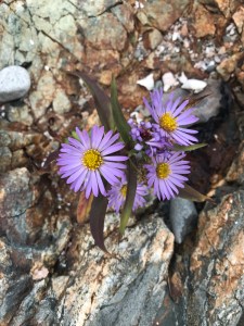 Flowers at Wonderland beach, Mt. Desert Island. Photo by David Cecelski